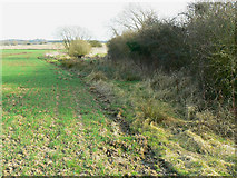 SU0482 : Field margin, south of Whitehill Lane, Grittenham by Brian Robert Marshall