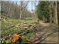 Earlier coppicing has improved the display of flowers