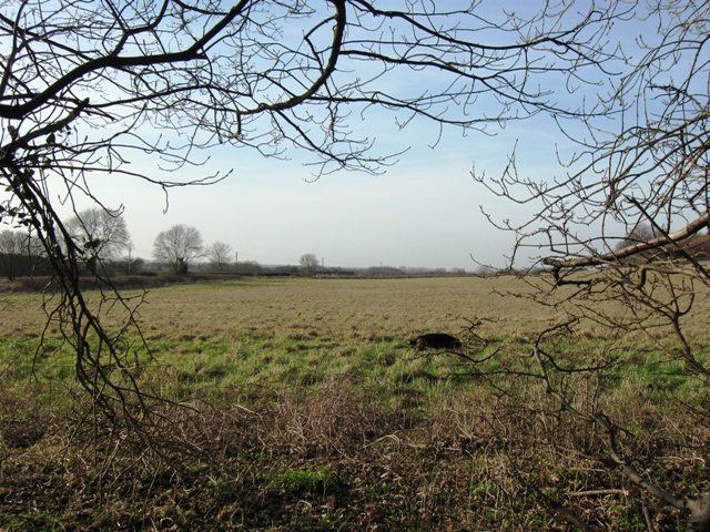 A large hay meadow at Aldbury