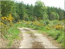 NJ6363 : Forest Path, Boyndie by JThomas