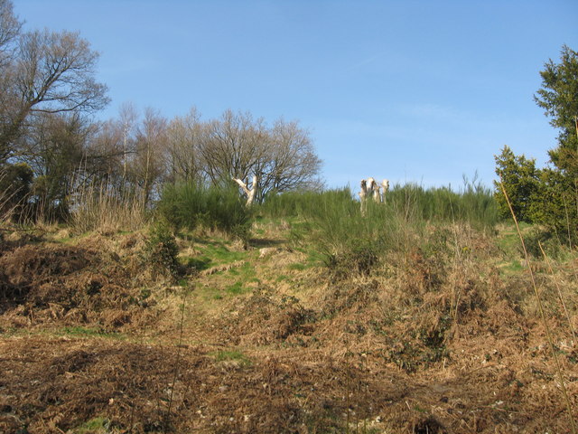 Gorse, trees stumps and trees