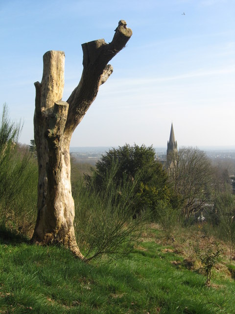 Tree stump and church spire