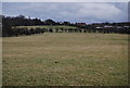 Sheep grazing south of Denstroude Lane