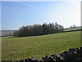 Copse above Rope Barn Farm near Blanchland