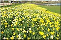 Daffodils, Groomsport