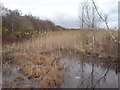 Pond, Ancells Farm Nature Reserve