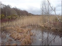 SU8255 : Pond, Ancells Farm Nature Reserve by Rich Tea