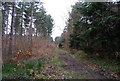 TR1263 : Path through Clowes Wood by N Chadwick