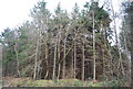TR1263 : Conifers, Clowes Wood by N Chadwick