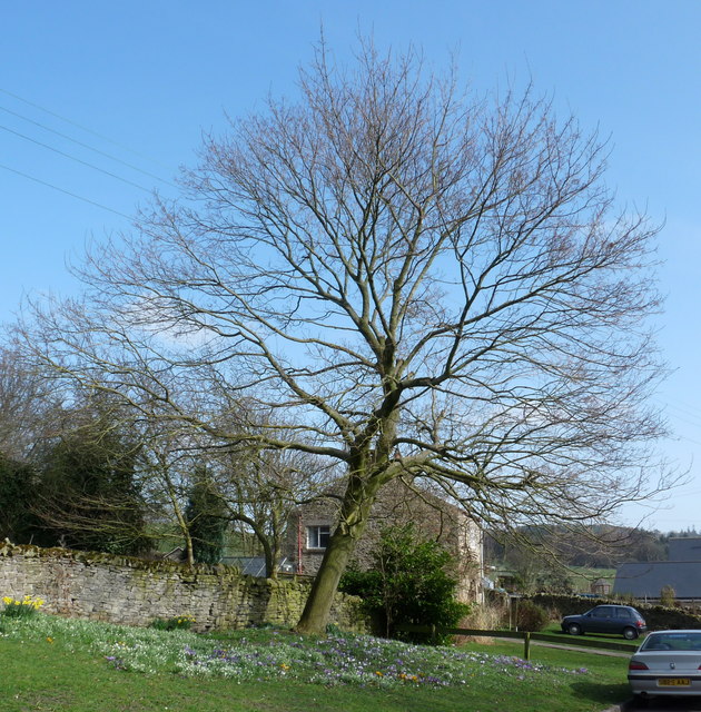 Spring day in Thornley Village, County... © Ian Porter :: Geograph ...