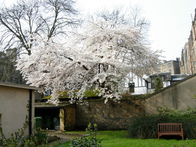 Cherry Tree in full spring flower, viewed from Saltoun Street
