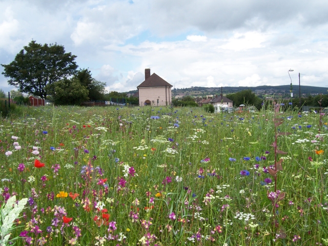 City meadows near Collinson Rd