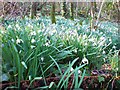 A carpet of snowdrops