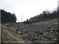 Replanting Trees after forestry clear fell