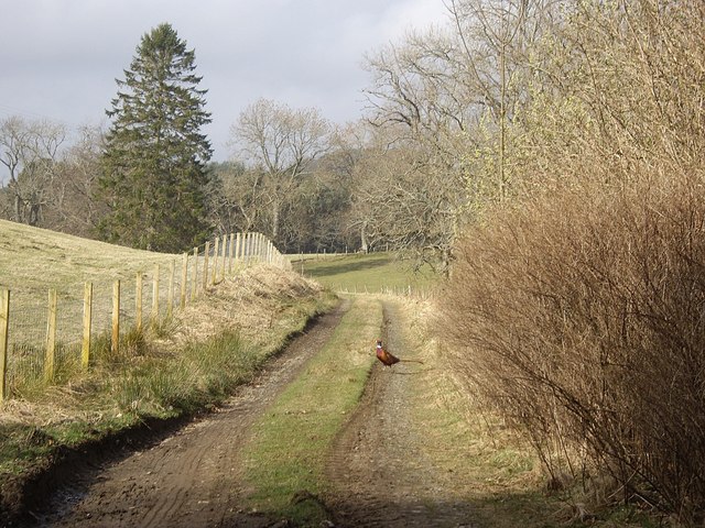 Cock pheasant on track to Invermarkie