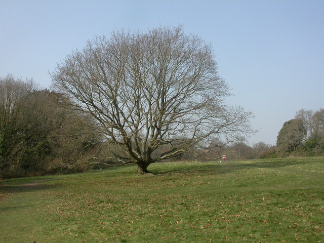 Nea Meadows, oak tree