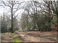 Epping Forest: northern end of the Green Ride