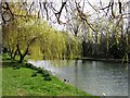 Weeping Willows by the Grand Union Canal