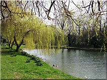 SP9908 : Weeping Willows by the Grand Union Canal by Chris Reynolds
