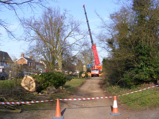 Tree Surgery in The Causeway, Peasenhall
