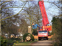 TM3569 : Tree Surgery in The Causeway, Peasenhall by Geographer