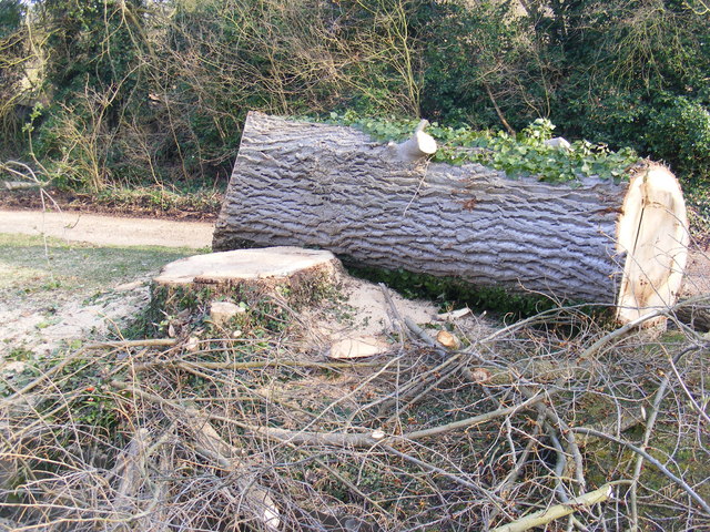Part of the felled Poplars trees in The Causeway, Peasenhall