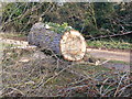 TM3569 : Part of the felled Poplar trees, in The Causeway, Peasenhall by Geographer