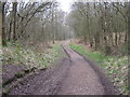 Track in Lower Lady Park Wood, Consall Nature Park