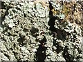 NS4276 : A lichen - Parmelia ernstiae by Lairich Rig