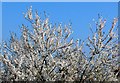 Apricot Blossom