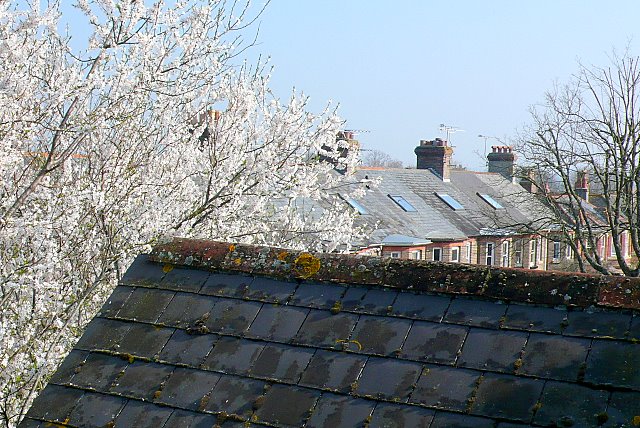 Treetops and Rooftops