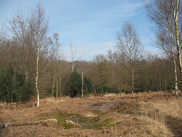 Epping Forest: clearing with young birches