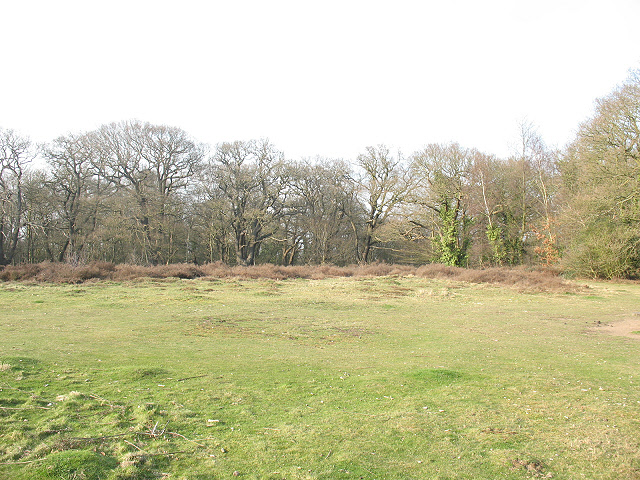 Epping Forest: clearing on Warren Hill