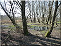 Abbotts Ann - Flooded Trees