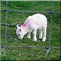 Lamb at Tan yr Allt Uchaf