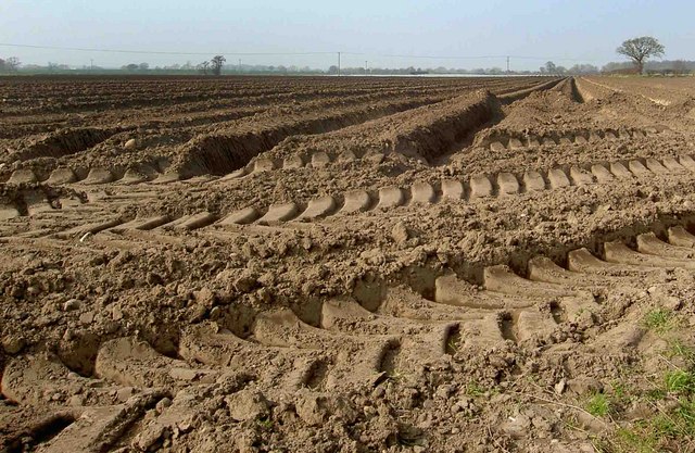 Sandy soil © Steve Fareham :: Geograph Britain and Ireland