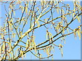 Poplar Catkins