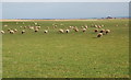 ND3753 : Sheep grazing near Field by Ian Balcombe