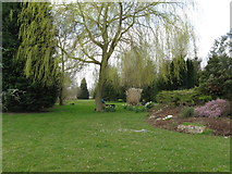 TQ1916 : Willow in landscaped garden by Dave Spicer