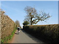 Lane, hedge, tree and Mette cycling