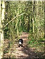 A Woodland Footpath from the Commons towards Great Bookham