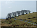 Beech trees by Sarn Helen, Carmarthenshire