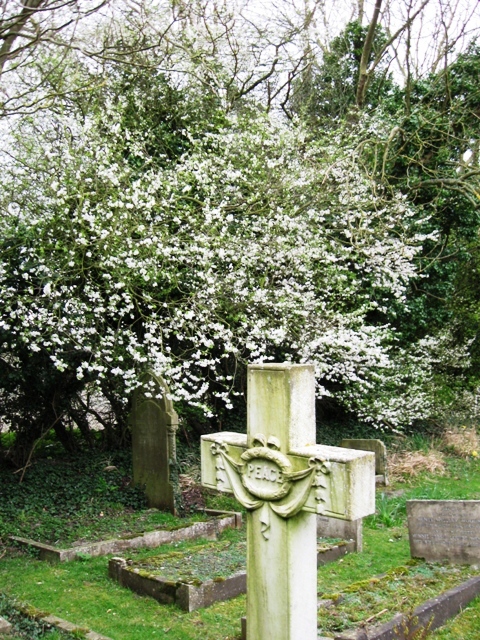 Hawthorn in bloom in Wilstone Cemetery