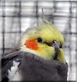 Cockatiel, Ward Park