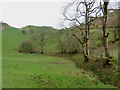 Pasture near Banc Ty-llwyd, Carmarthenshire