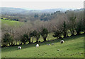 Grazing near Ffarmers, Carmarthenshire