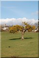 Misletoe, in pasture, Caerwent, Wales