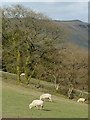 Grazing in Cwm Twrch, near Ffarmers, Carmarthenshire