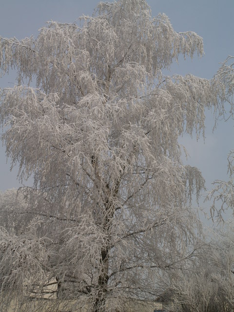 Frosty Birch Tree