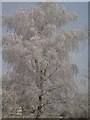 Frosty Birch Tree